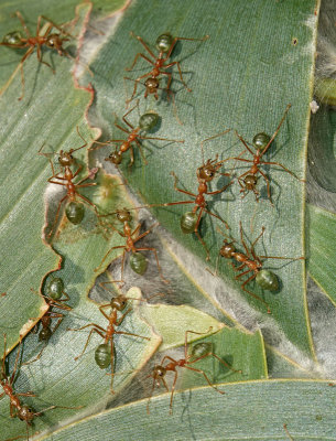 Green Tree-ants