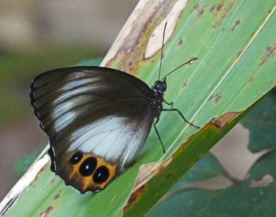 Palmfly female