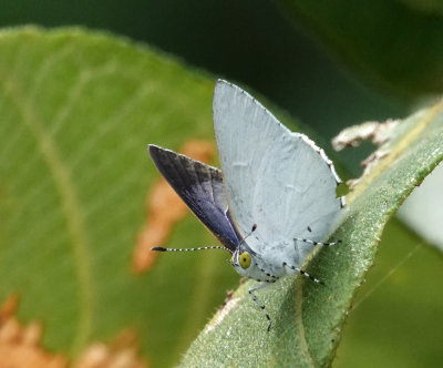 Purple Moonbeam male