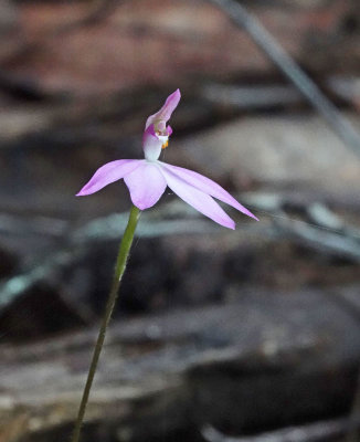 orchid (Caladenia sp)