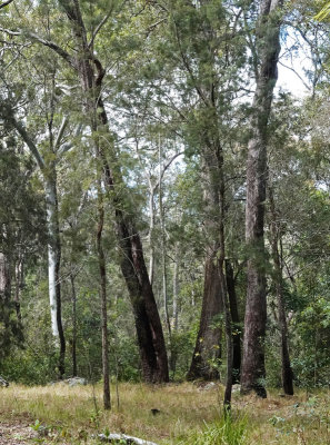 eucalypt open forest