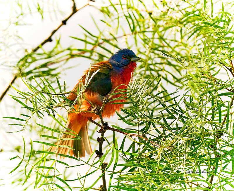 Painted Bunting drying off