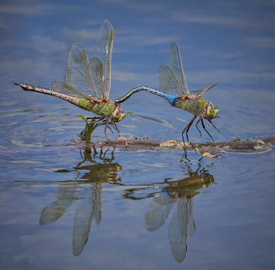 Common Green Darner Dragonflies during mating dance.