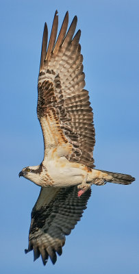 Osprey carrying lunch