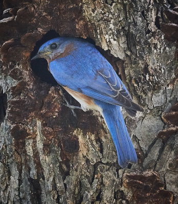 Bluebird at his nest 