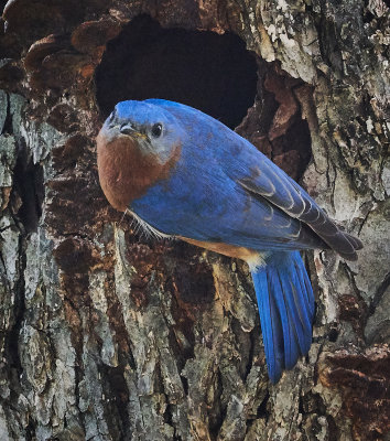 Bluebird in front of his nest
