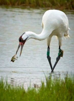 A Whooping Crane with a crab -- who has who?