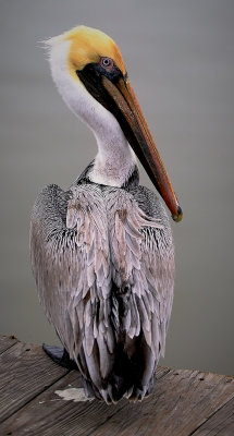 A Brown Pelican