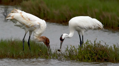 Two Whooping Cranes sharing a crab