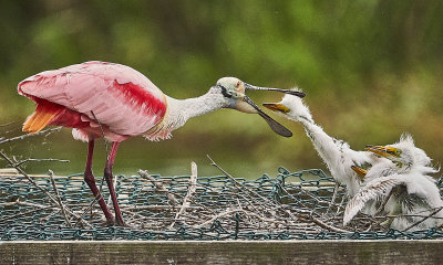 Spoonbill with Great Egret chick