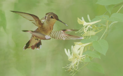 Female