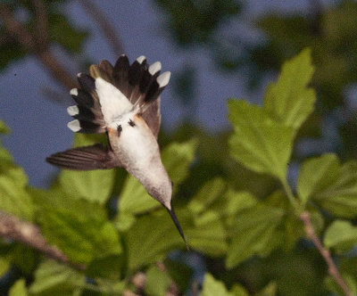 lady hummer from below