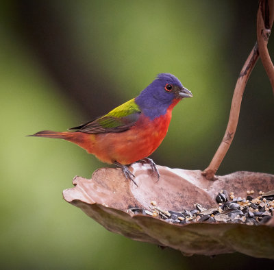 Painted Bunting - male