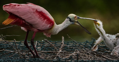 Roseate Spoonbill being taught manners