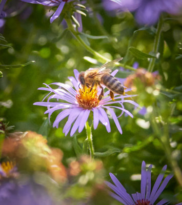 Bee in flowefr.jpg