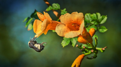 Bumblebee on a Vine.jpg