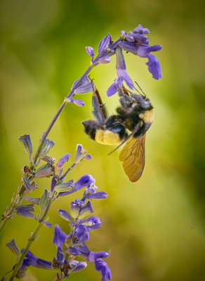 Bumblebee inb lue325.jpg