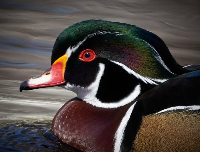 Wood Duck drake