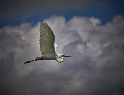 Egret in the Clouds