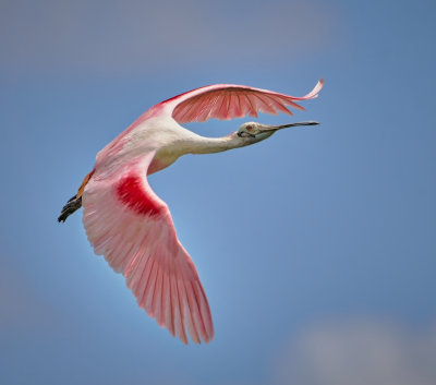 Spoonbill in the clouds