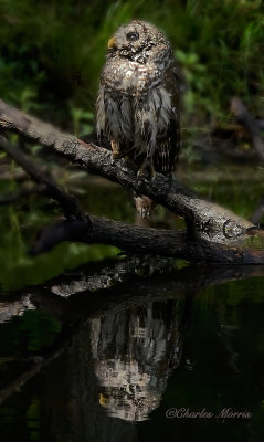 Barred owl staring into the light