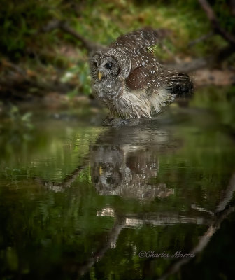 Barred owl bathing
