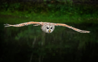 Barred owl gliding across pond