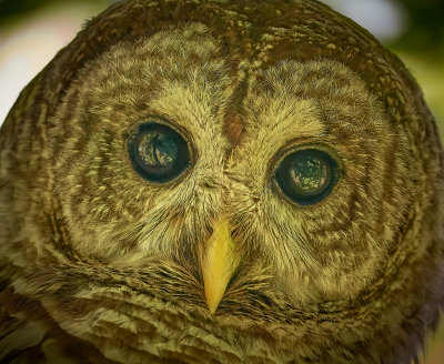 Barred owl eyes!
