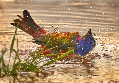 Painted Bunting taking a bath