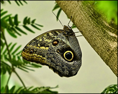 Key West Butterfly and Nature Conservatory