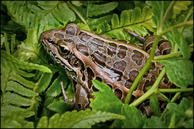 Pickerel Frog