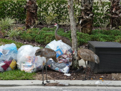Rubbish Cranes