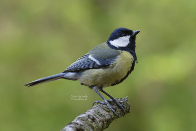 Great Tit/Koolmees