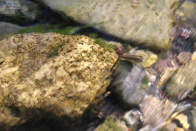 La Pobla de Lillet (S) (18 foto's)