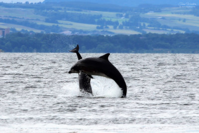 Fortrose (28 foto's)