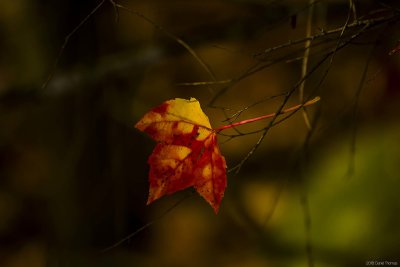 2018Novembre03-DT46577B.jpg
