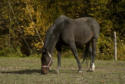 2010-Nov01C.jpg