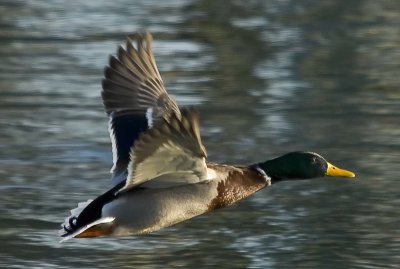 2009-Mar01C.jpg