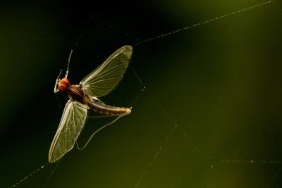 2009-Mai04C.jpg