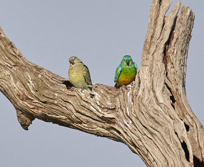 red rump parrot and mate
