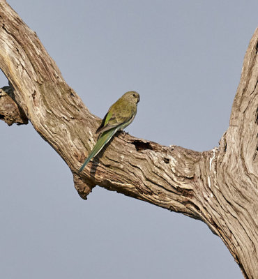 Red rump parrot