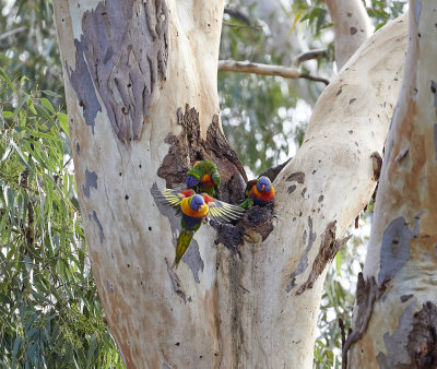 Building a nest by hollowing the tree.