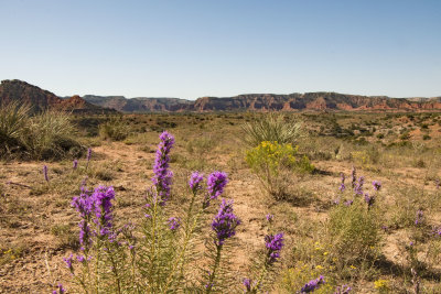Flowers at Caprock Canyon