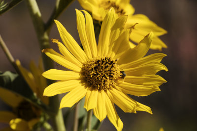 Flower at Caprock