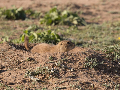 Prairie Dog