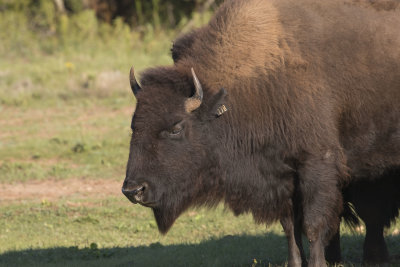 Bison at Caprock 