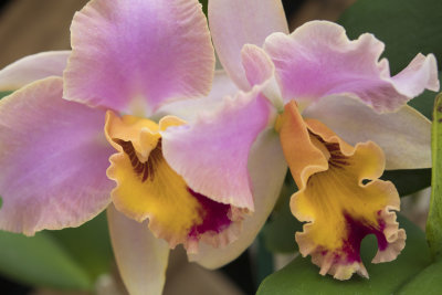 Beautiful orchids at orchid farm