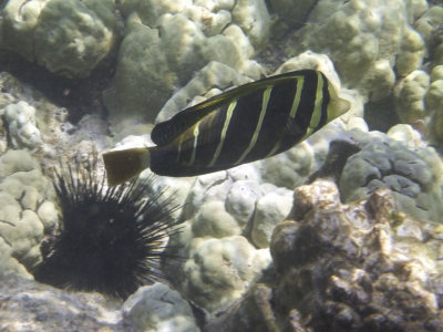 fish ....