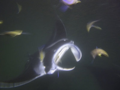 Jolene the Manta Ray!