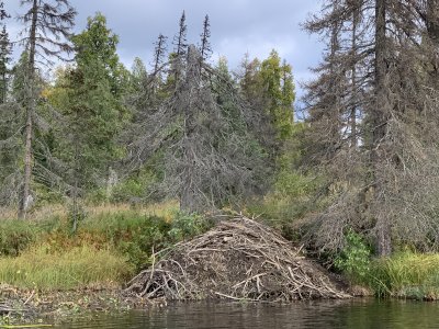 Beavers have been busy!